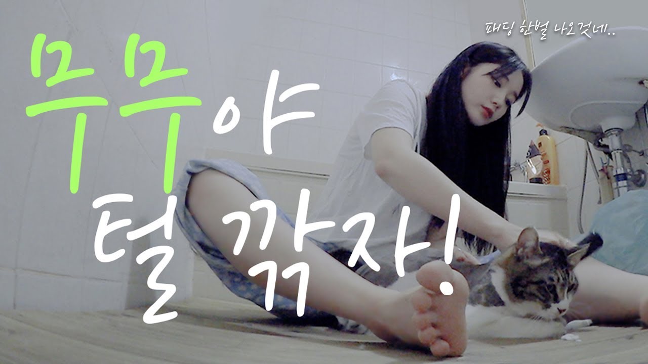 💈✂️ 고양이 셀프 미용을 시켜보았다🤭ㅣ[vlog] [슬기]