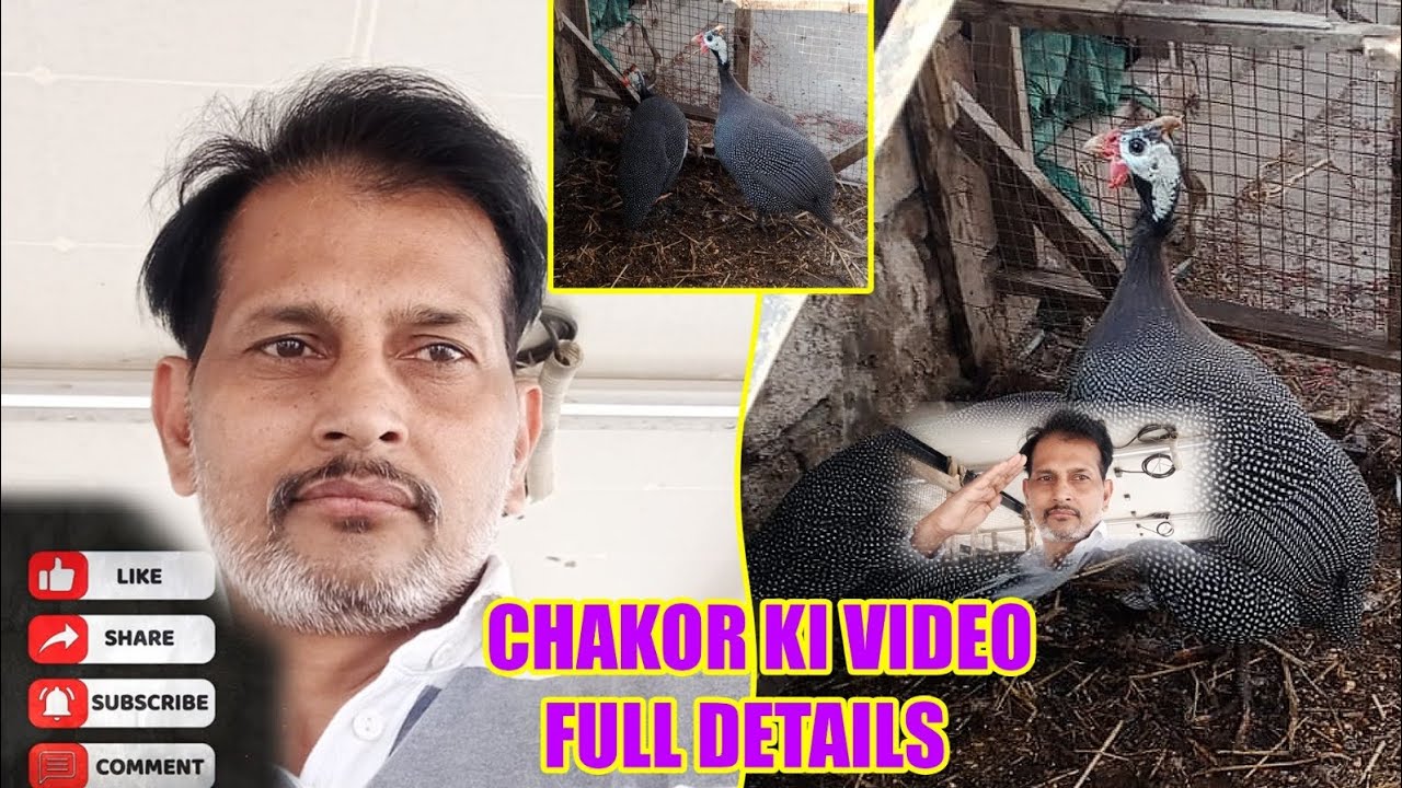 Chakor #male#female#purechakor#originalchakor#for you#Subscribe #chicks