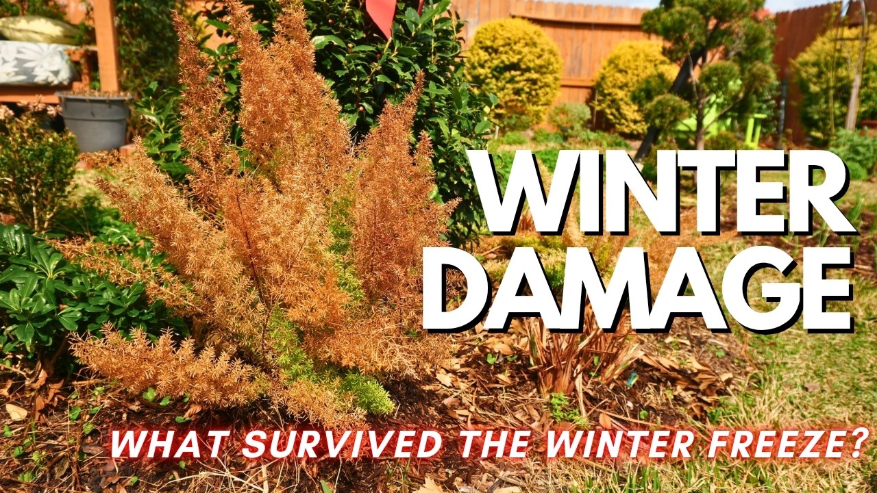 ❄️ Zone 9b Garden Freeze: The Good, The Bad, & The Ugly!