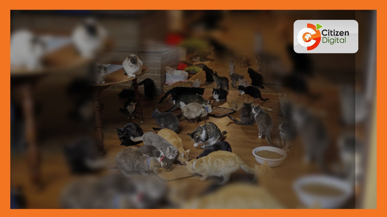For the love of cats Rachel Kibue takes care of 400 cats in her residence