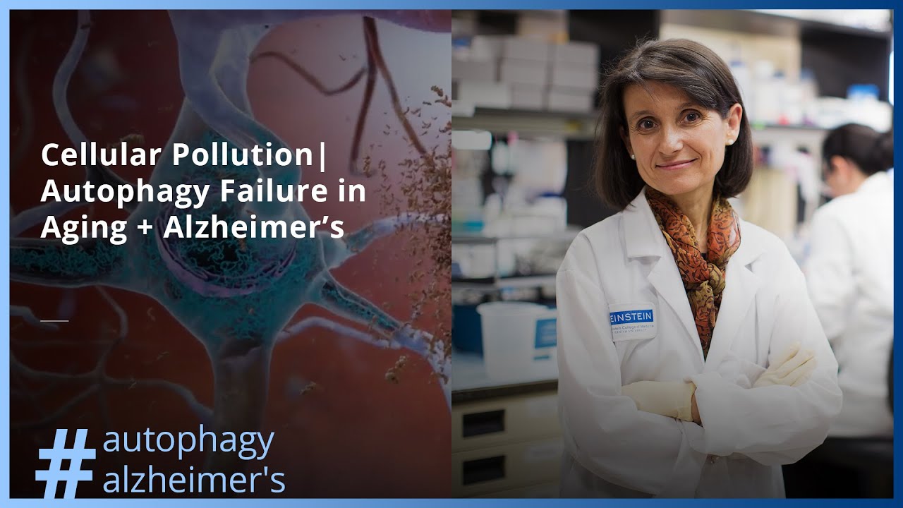 Cellular Pollution | #Autophagy Failure in #Aging, #Alzheimer&rsquo;s, Diabetes, and Cancer