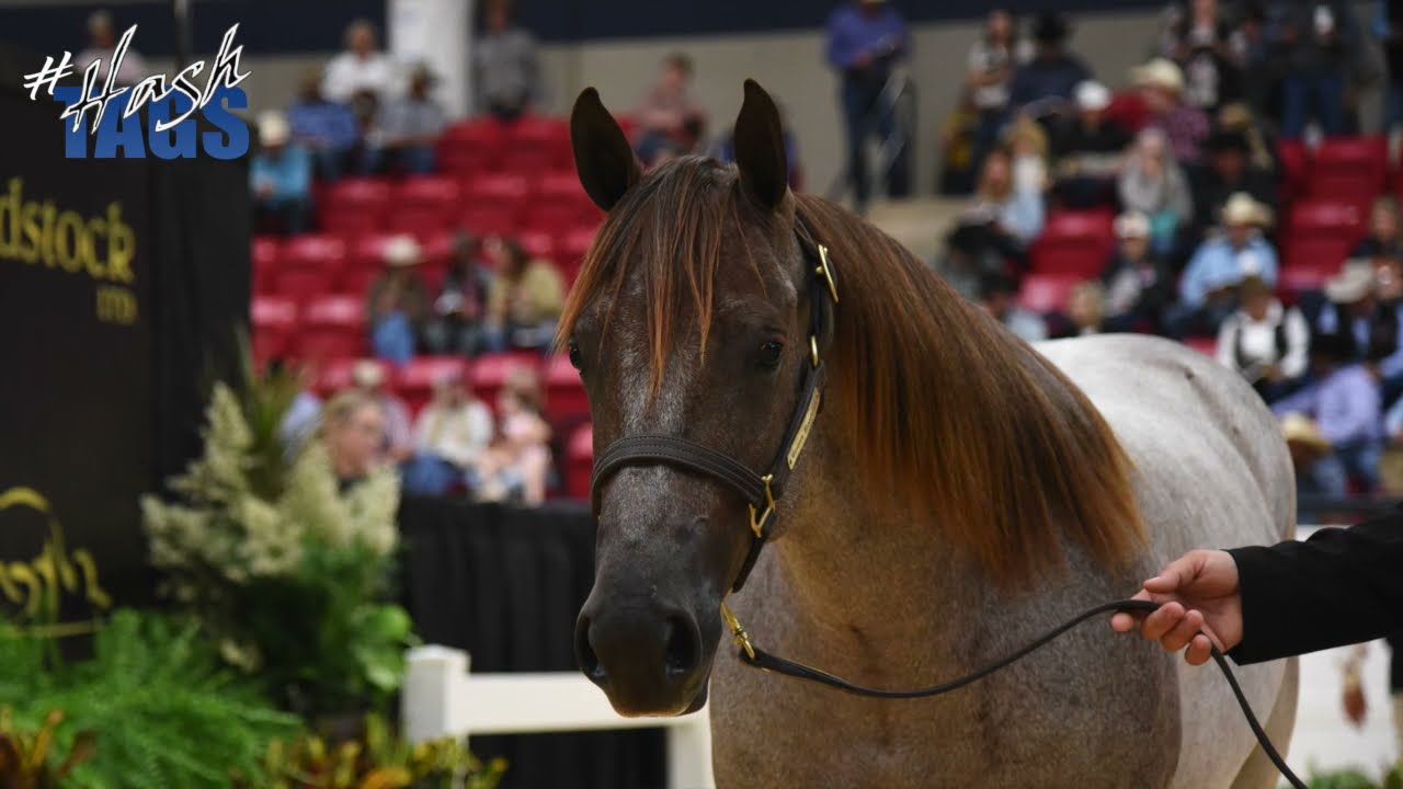 Bubble Wrapped 2019 Red Roan Mare Hashtags x Meerly Red Holly