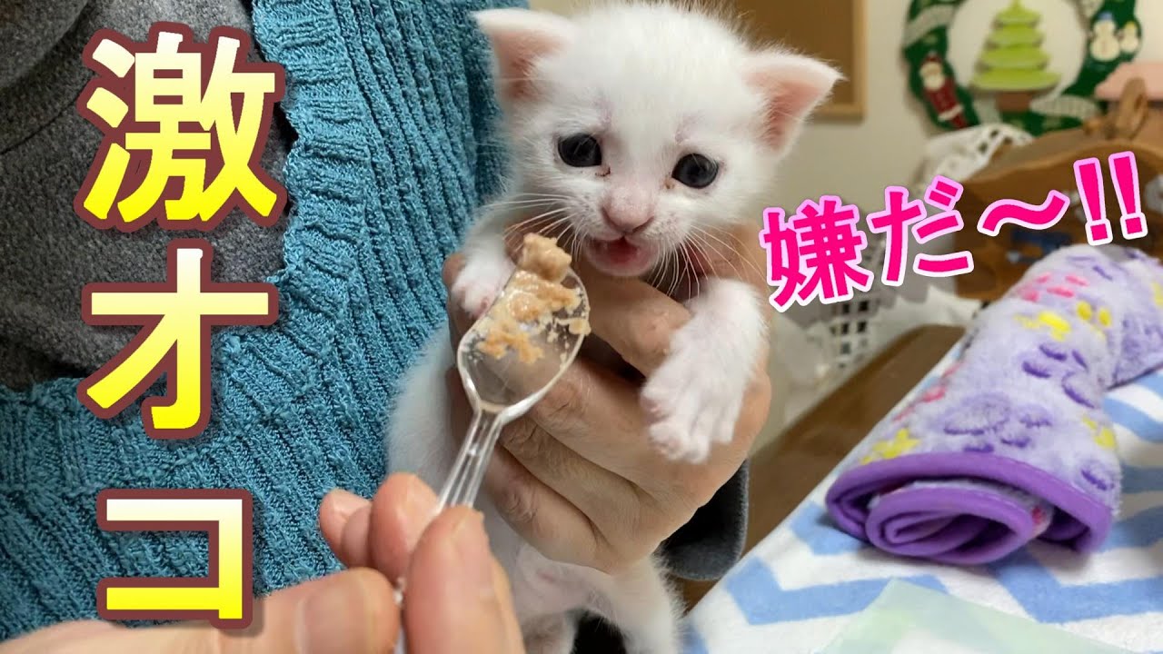 離乳食を食べるのが嫌で怒って文句をいう生後26日目の猫の赤ちゃん【保護猫】