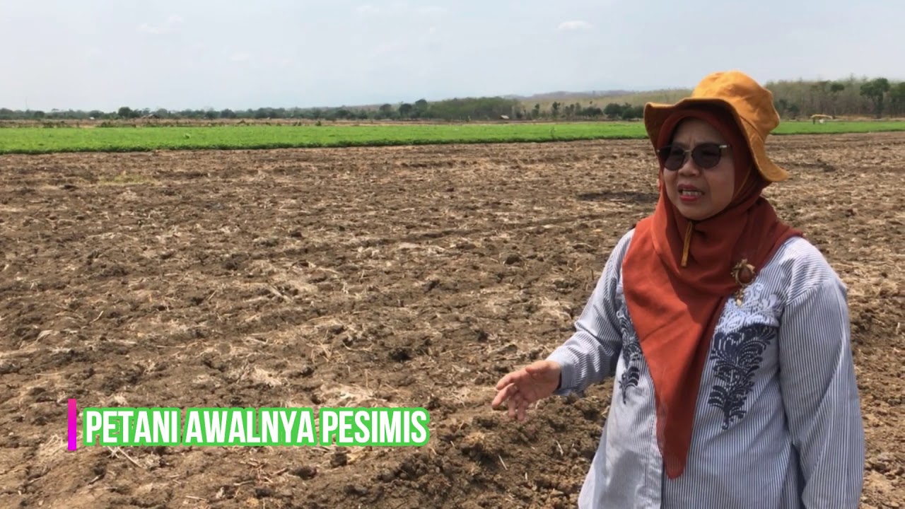 Budidaya Kacang Tanah di Lahan Tadah Hujan