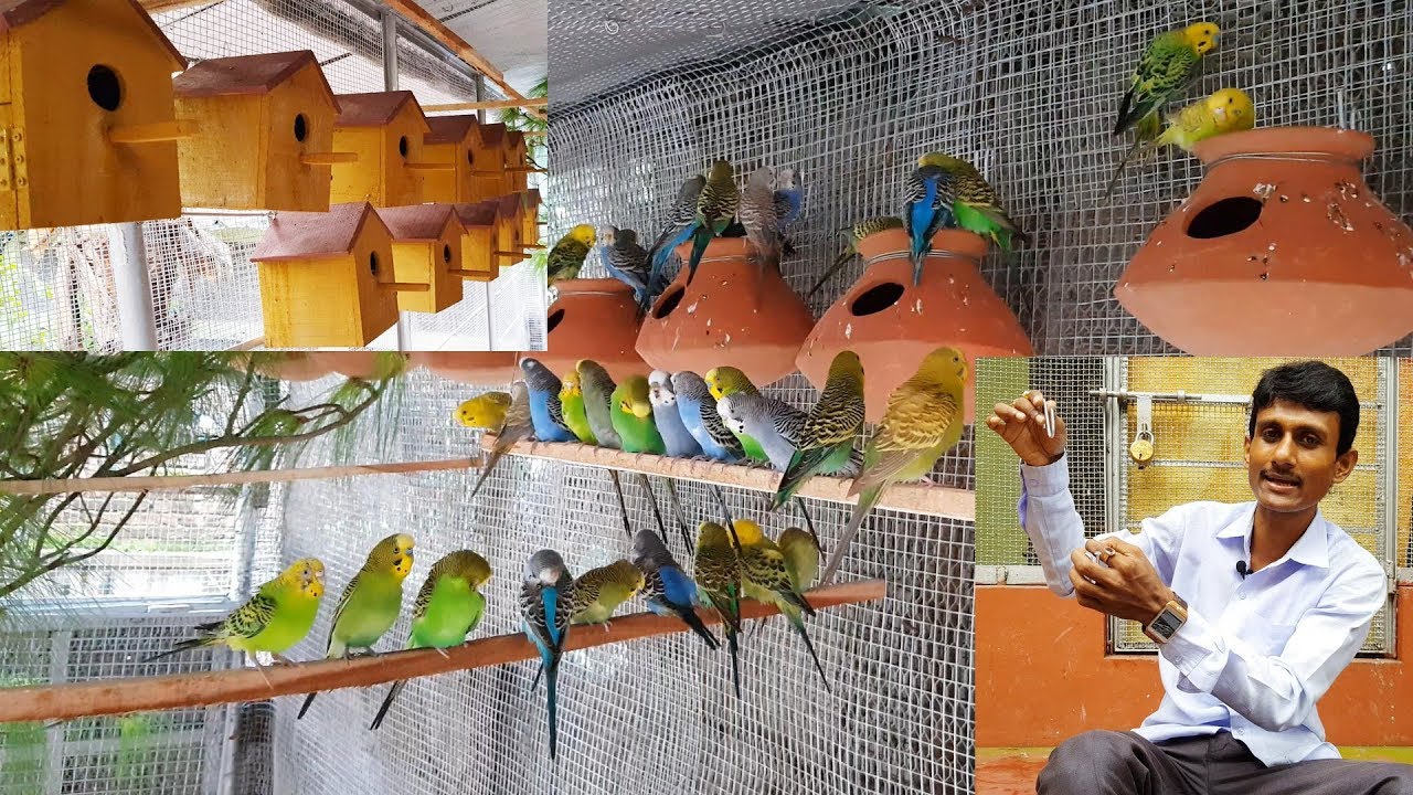 Budgies Parrot Breeding Colony Farm / Budgies and Conure Parrot Breeding Box Matki Setup Tips.