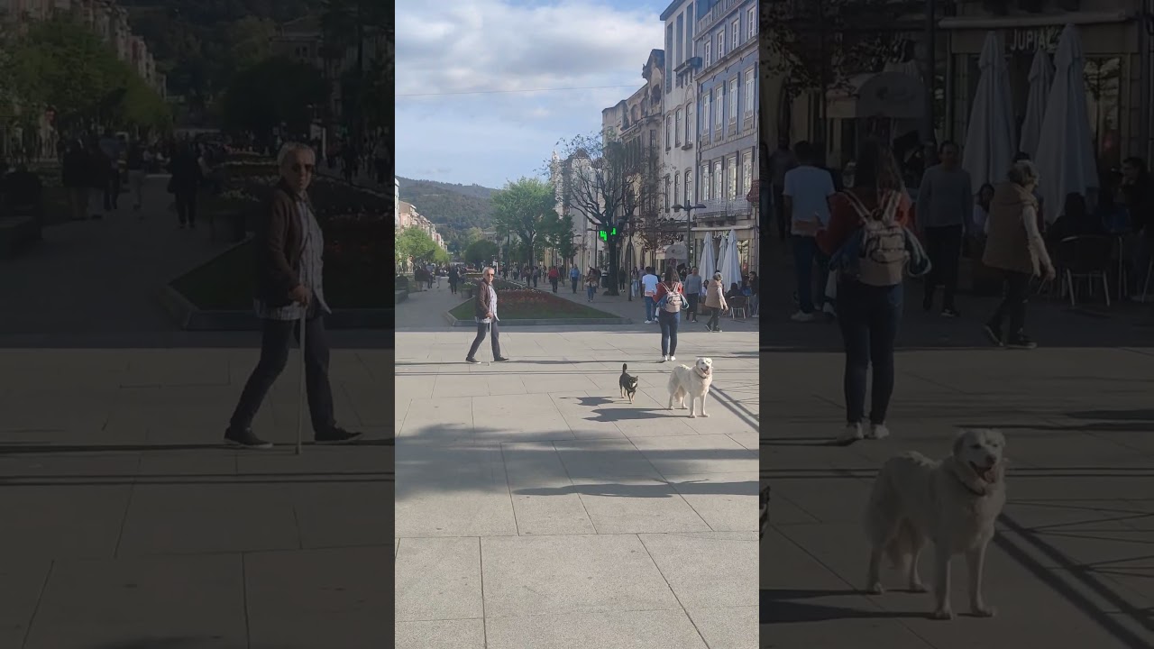 Braga, flores e Música. 
