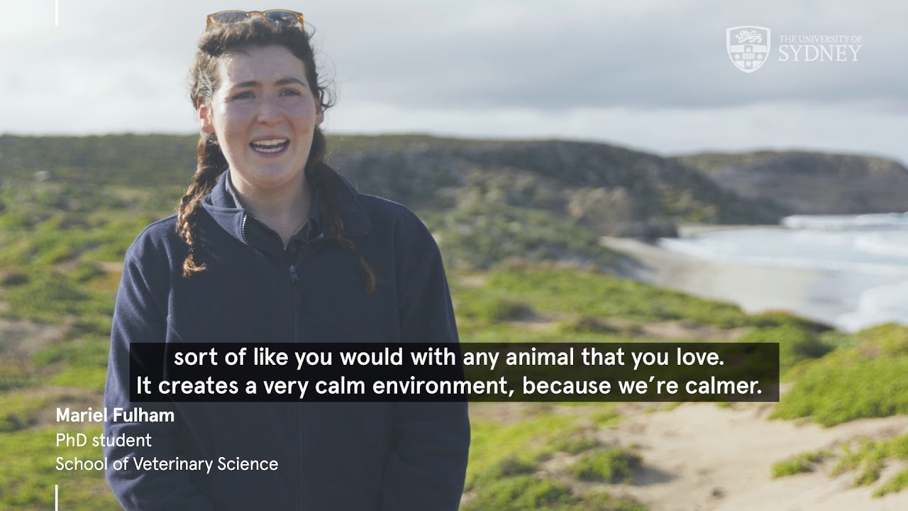 Saving our sea lions