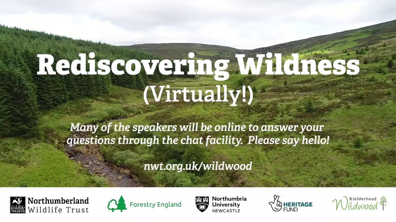 Kielderhead Wildwood – Rediscovering Wildness (Virtually!)