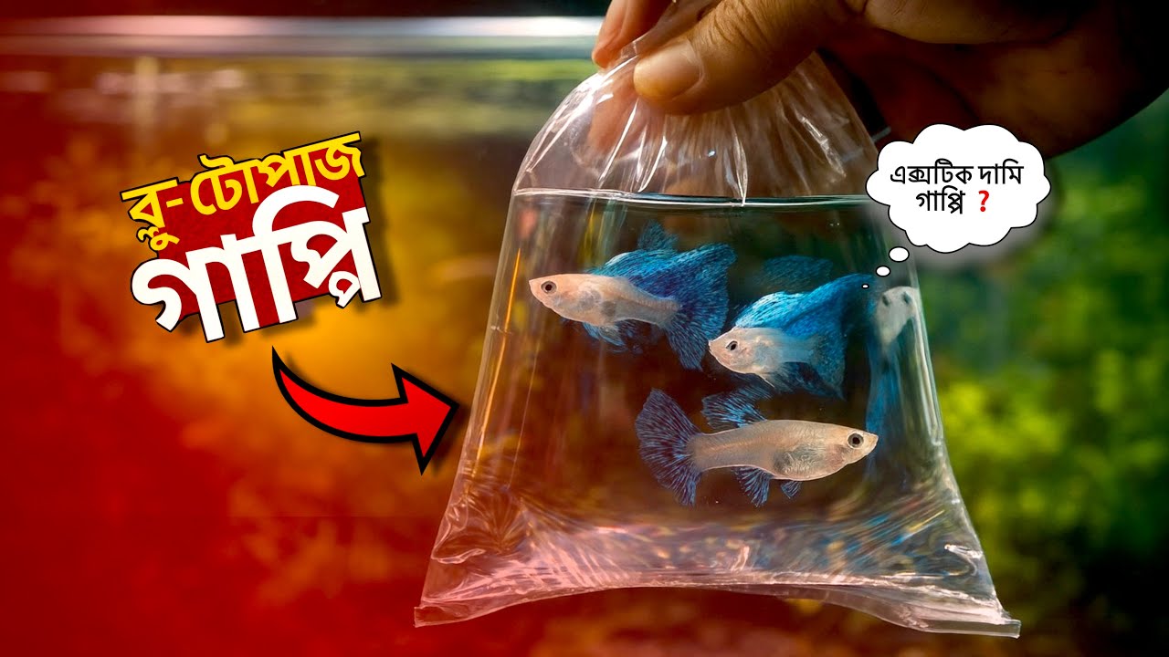 এই এক্সটিক ব্লু-টোপাজ গাপ্পির ট্যাঙ্ক সেটআপ কীভাবে করবো❓|| Inside Aquarium