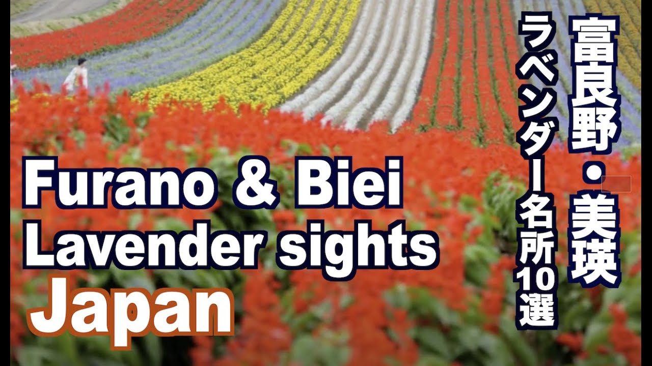 富良野 美瑛のラベンダーの名所10選 Furano＆Biei 富良野 観光 美瑛 旅行花の名所  Flowers Garden  Lavender Gardens in  Furano＆Biei