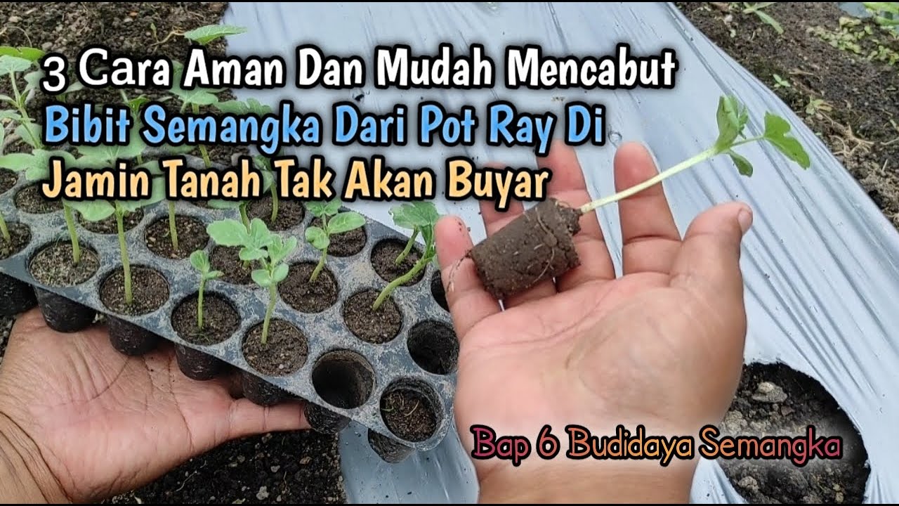 3 Cara Aman Dan Mudah Mencabut Bibit Semangka Dari Pot Ray Di Jamin Tanah Tak Akan Buyar