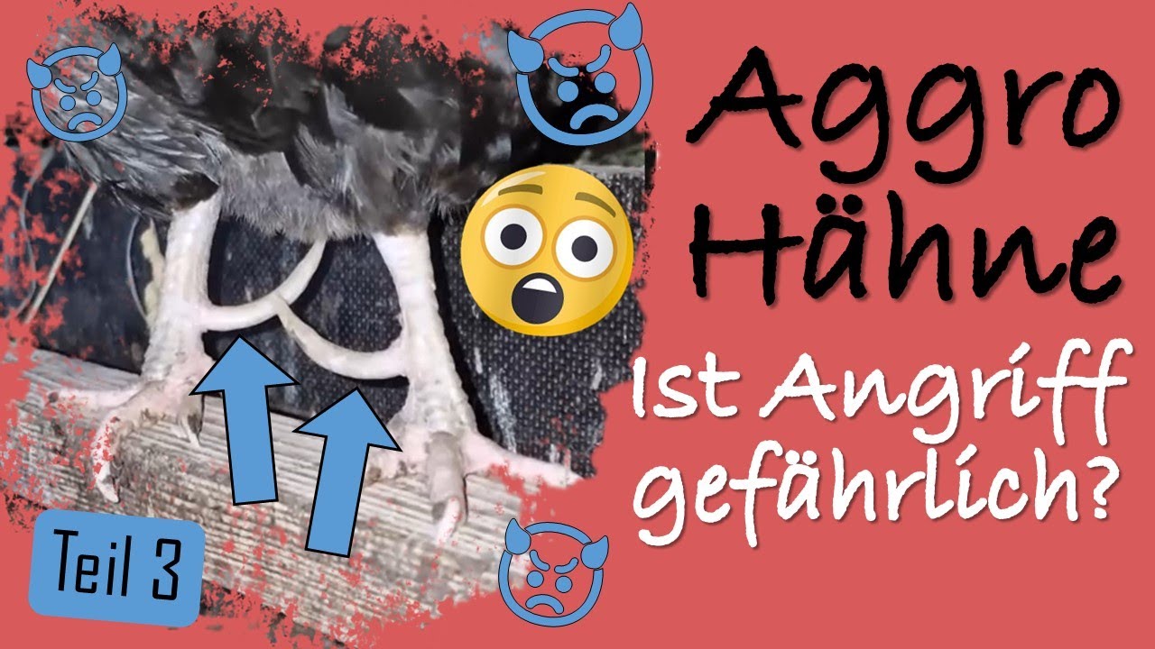 Ist Angriff vom Hahn gefährlich? - 
