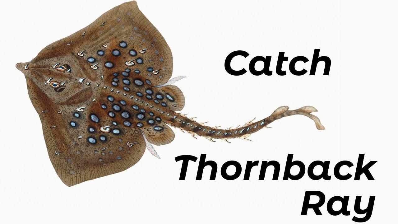 How To Catch Thornback Ray (Shore Fishing UK) - Beginners And Improvers - Sea Fishing Tutorial