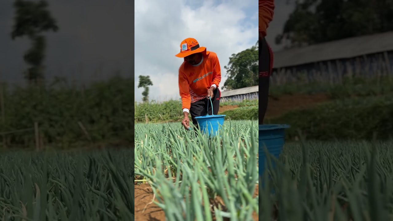 NITRAT & AMONIUM BAGUSAN MANA