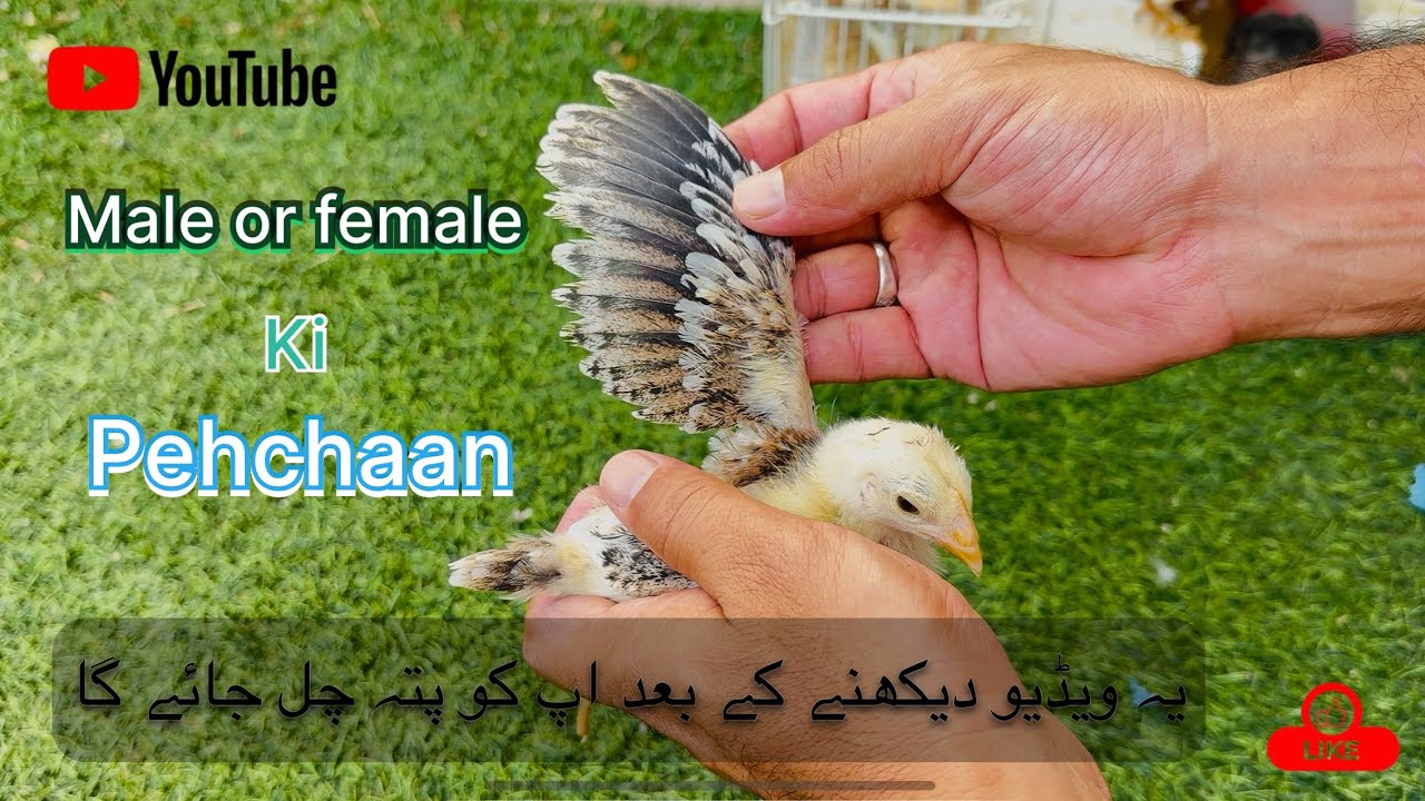Aseel chicks male or female ki pehchan kese kare