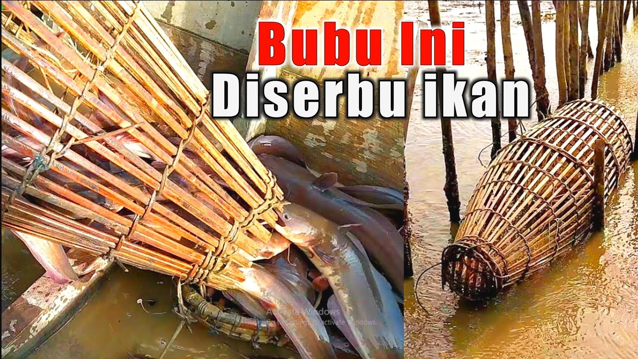 JANGAN Remehkan jebakan ini bubu ikan sembilang