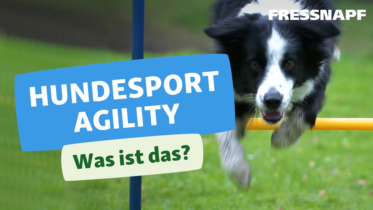 Was ist Agility? Wir erkl&auml;ren den Hundesport.