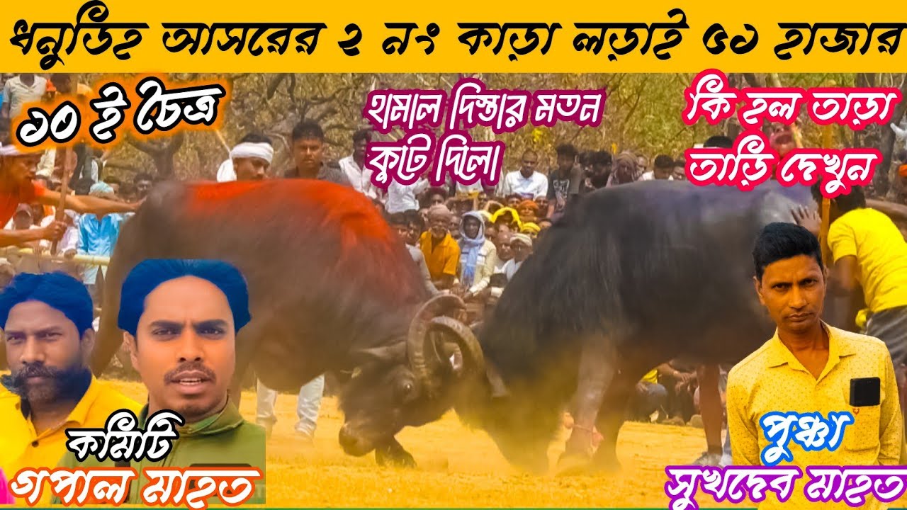 ধনুডিহ আসরের ২ নং কাড়া লড়াই গপাল মাহত বনাম সুখদেব মাহত পুঞ্চা হাড্ডা হাড্ডি লড়াই @bharatbasi