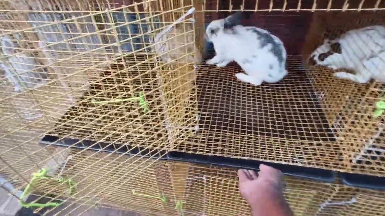 Rabbit cage for sale in chennai 7305583312