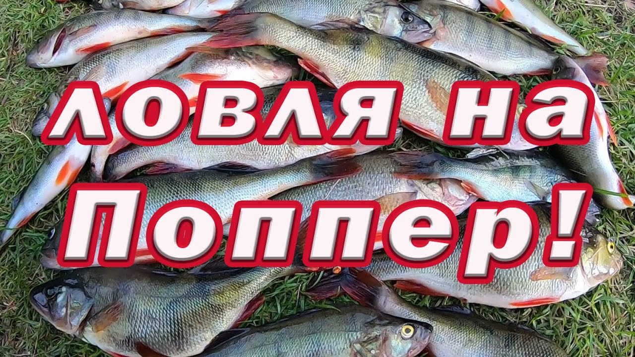 ЛОВЛЯ на ПОППЕР!  Тактика ловли.  Лучшие места и Правильная техника! Спиннинг для начинающих.
