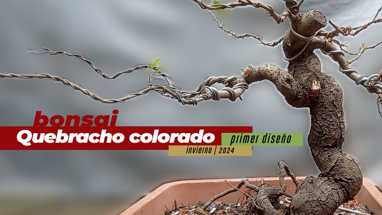 DISEÑO DE BONSAI + TIPS | QUEBRACHO COLORADO CHAQUEÑO