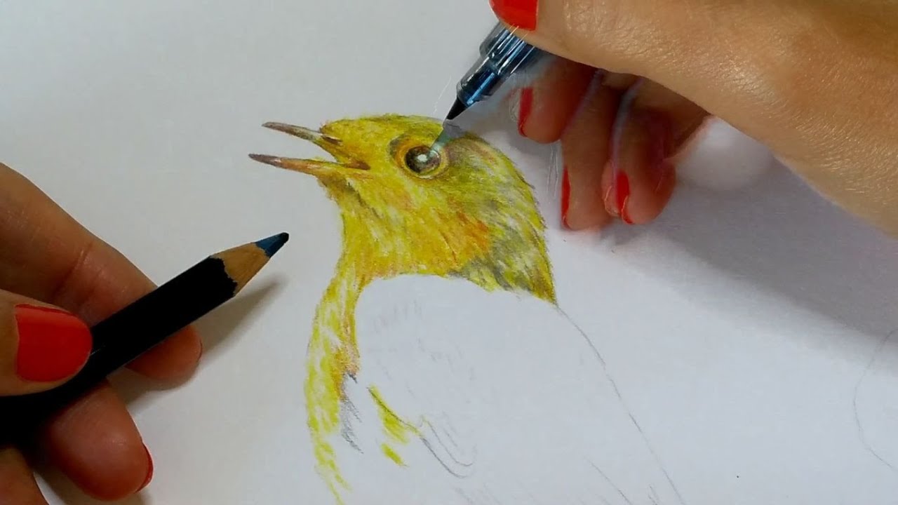 Passo a passo para aquarelar um  passarinho - Parte 1