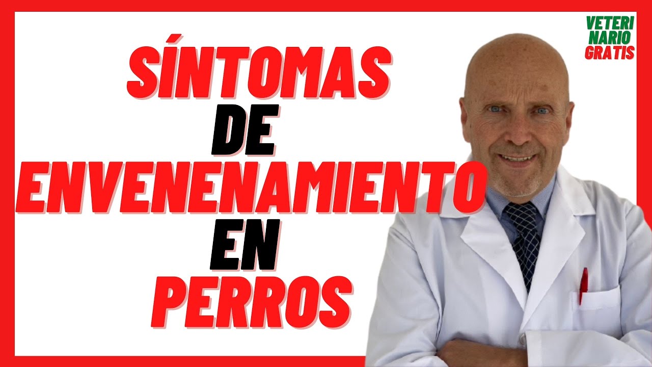 🔴  Cuanto Tardan en Aparecer S&Iacute;NTOMAS de ENVENENAMIENTO en PERROS por RATICIDA  🔴 TRATAMIENTO