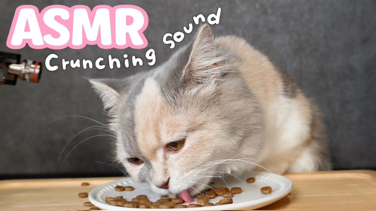🍙【ASMR】カリカリを食べる猫の音｜チャムチャム音を立てて食べる子猫が可愛すぎる【咀嚼音】