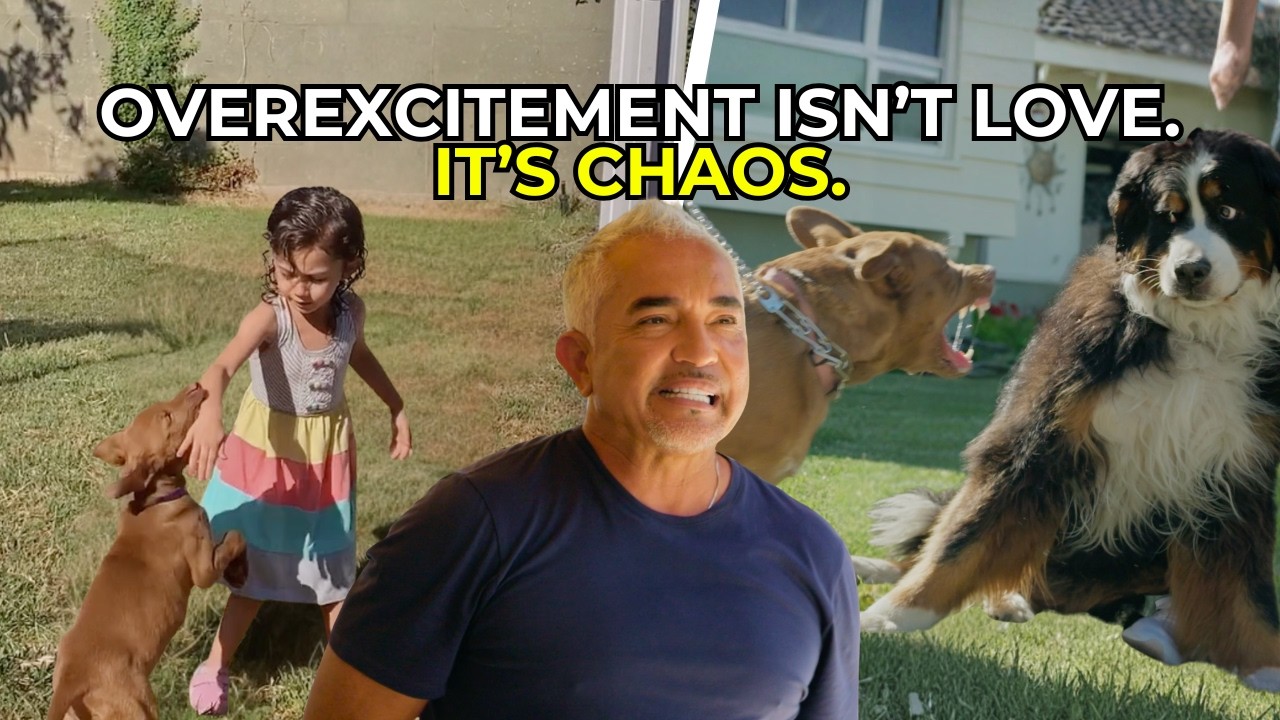 The Real Danger of an Overexcited Dog (And What to Do) | Better Human Better Dog