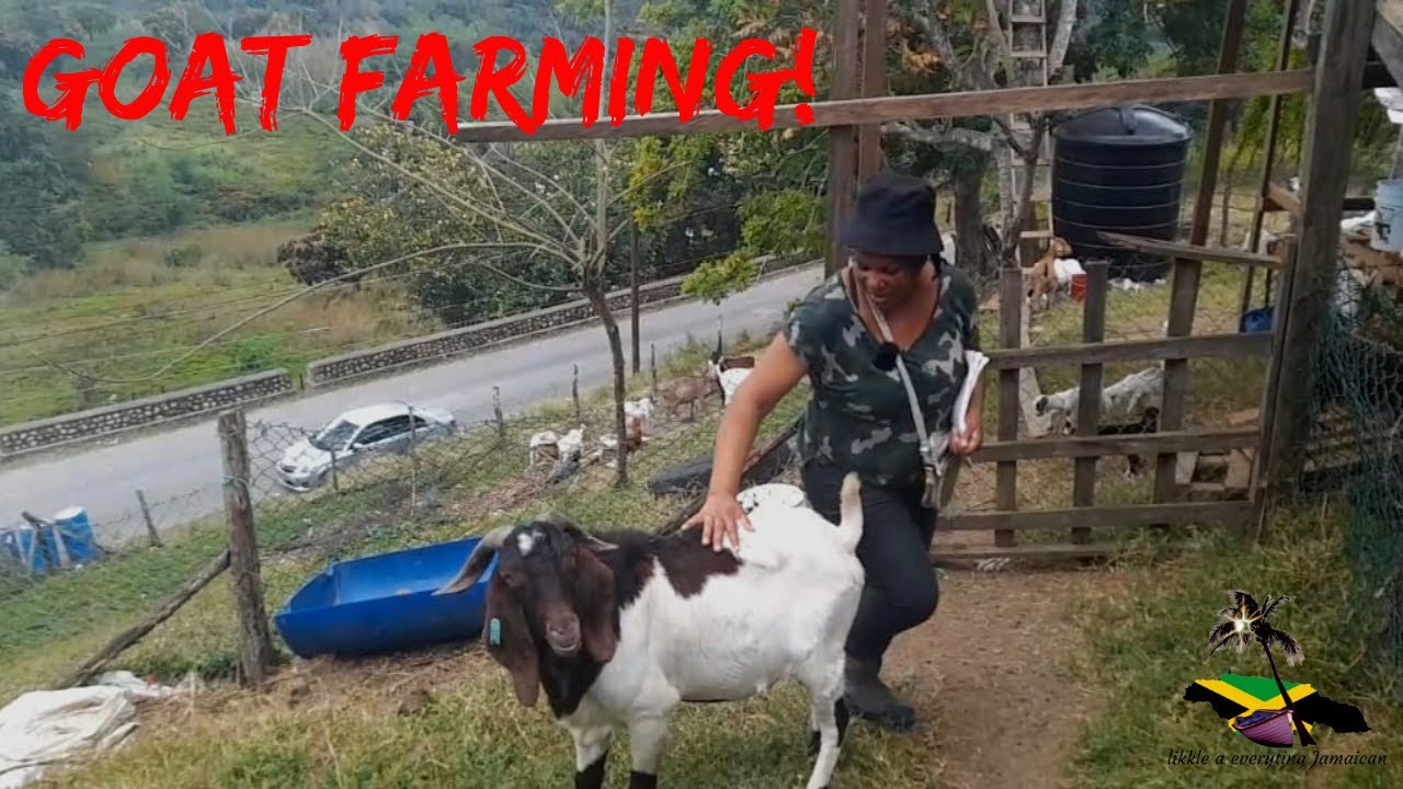 Female  Goat Farming Business in Trelawny!!
