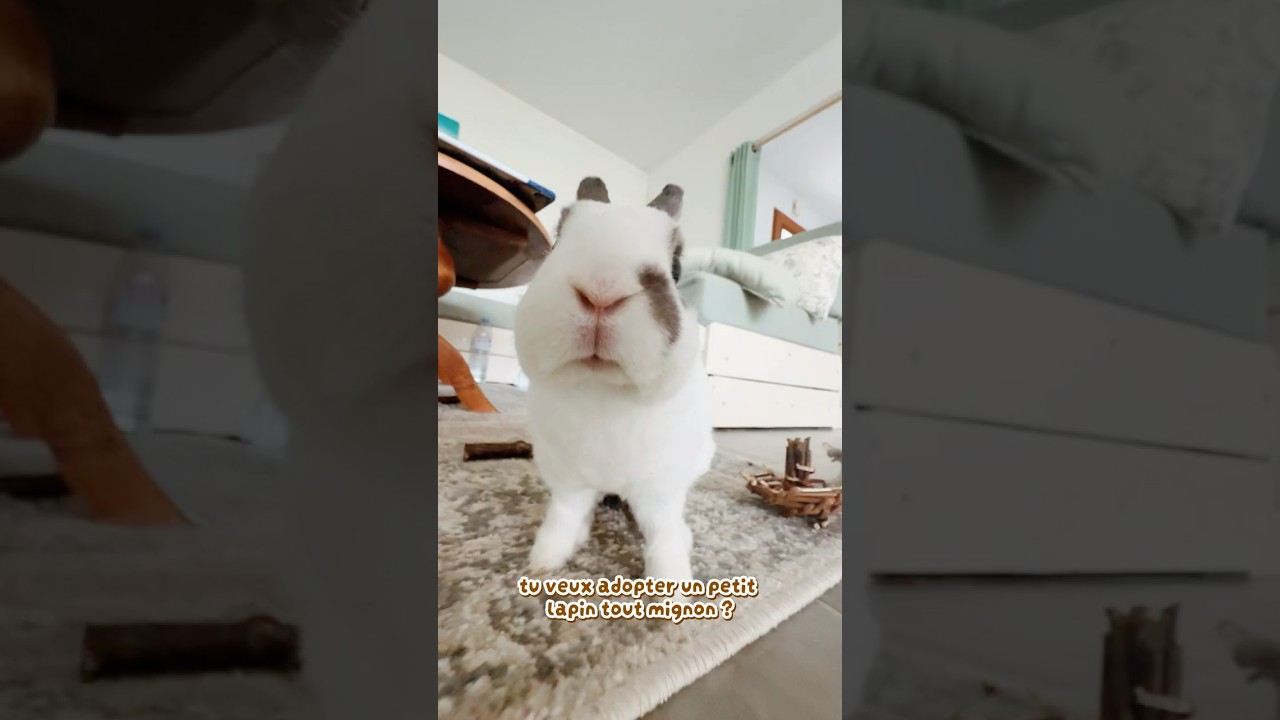 Adopter un lapin : ce qu&rsquo;on ne te dit PAS ! 😳 #bunnies #rabbit #bunny #pets #mybunny 