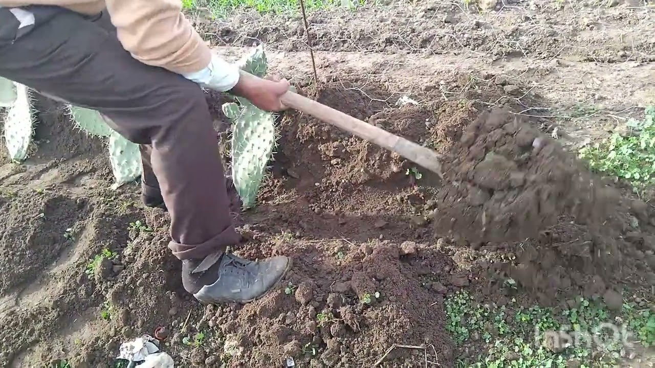 مع صبات شتاء حمدالله قررنا نزرعو صبار 🌵🌵♥️