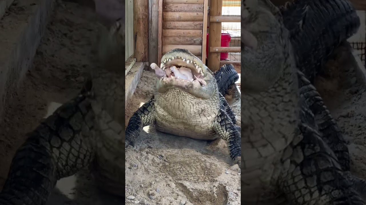 Soni The Alligator Eats A Chicken & Burps!!! #shorts
