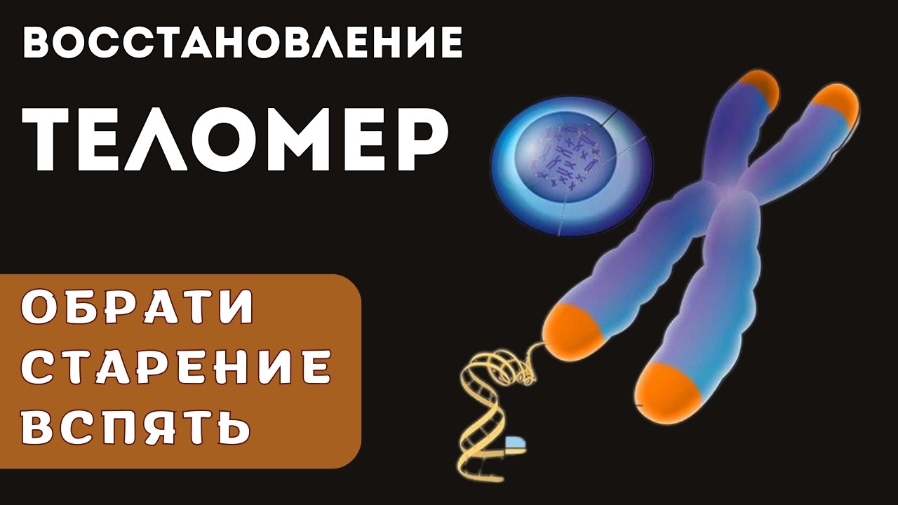 Защита от старения и разрушительных процессов | Активация теломеразы и омоложение организма