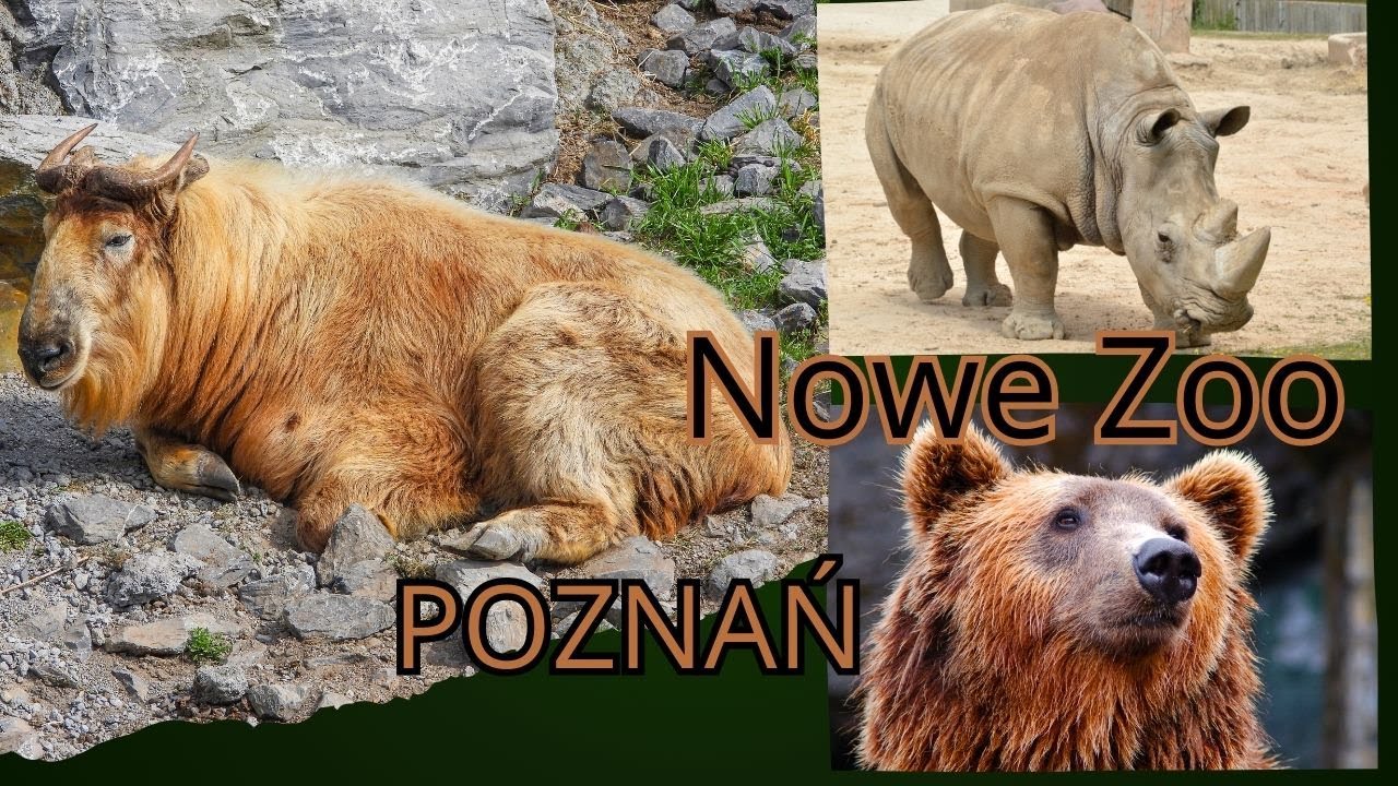 Nowe Zoo Poznań. Już bez słonicy Kingi :(