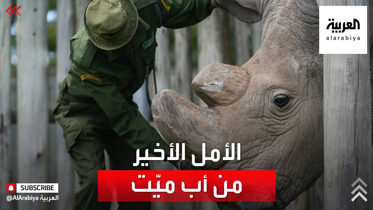 الأمل الأخير لمنع انقراض وحيد القرن الأبيض الشمالي