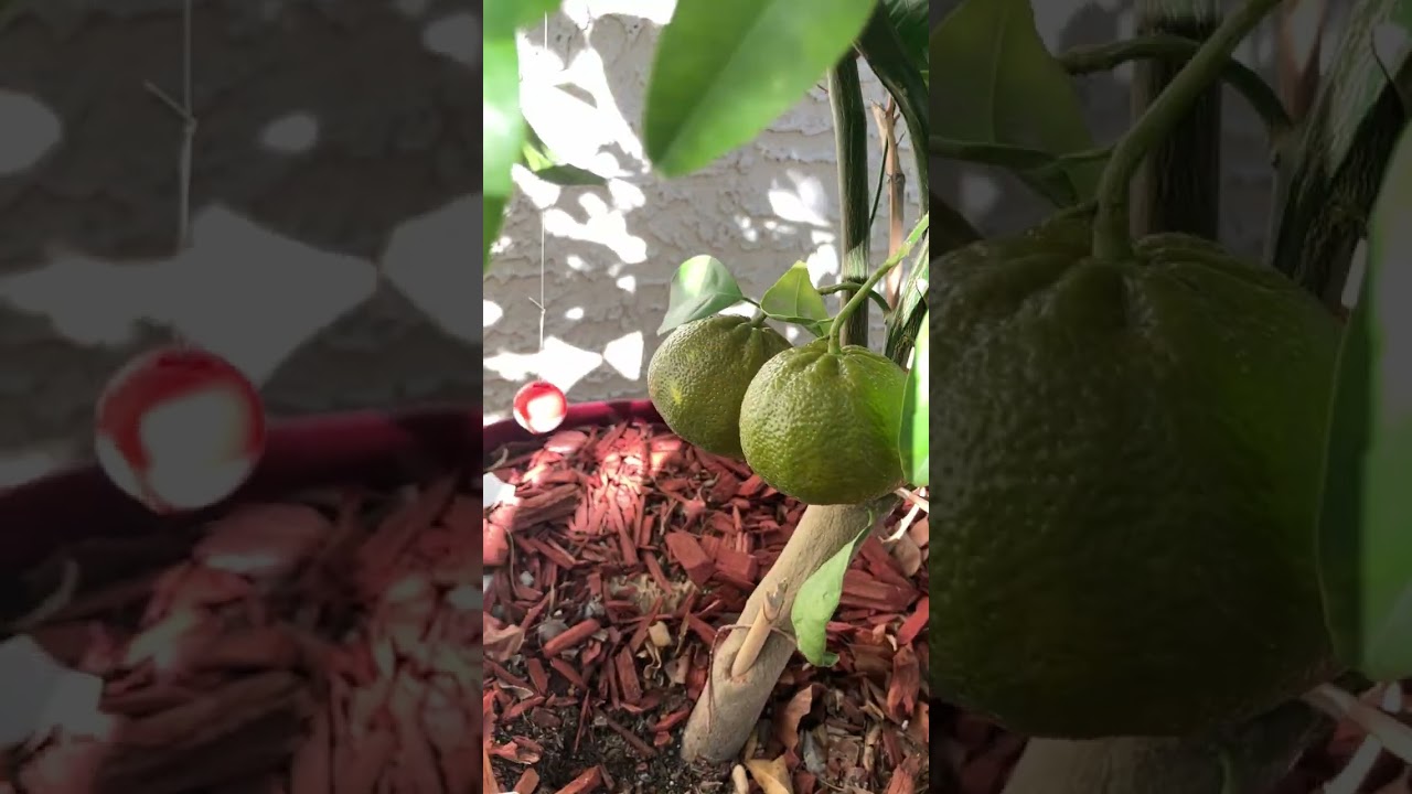 Update on growing Citrus in containers with Hot Desert climate and Olla pot watering system 