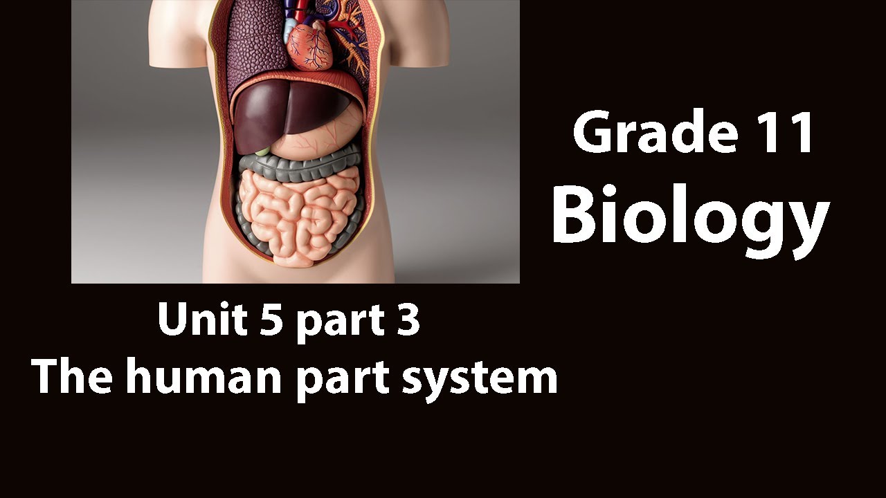 Grade 11 Biology Unit 5 part-3 The human body system