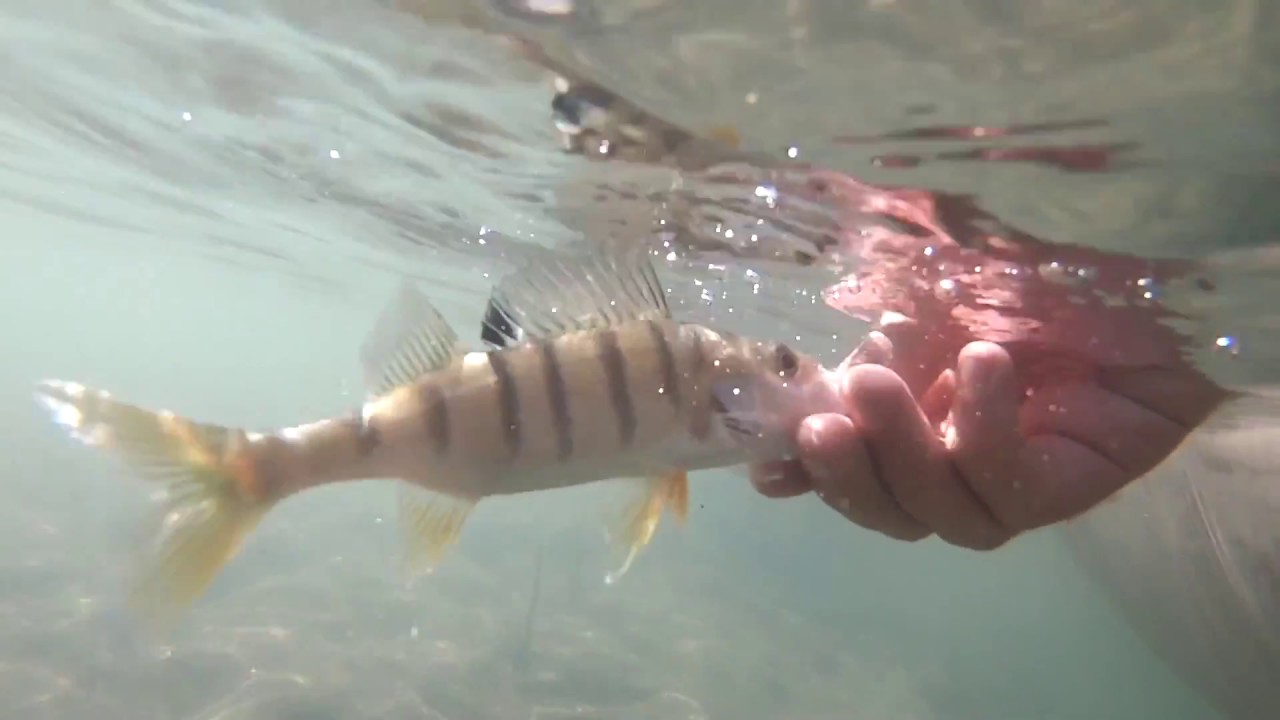 Persici Reali a Spinning da Kayak! Divertimento in Lago (Catch & Release)