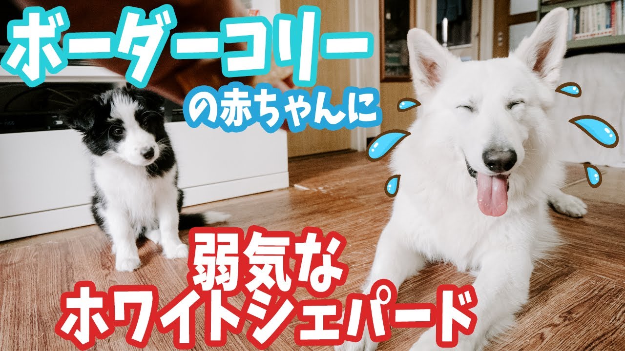 赤ちゃんボーダーコリーに弱気なホワイトシェパード