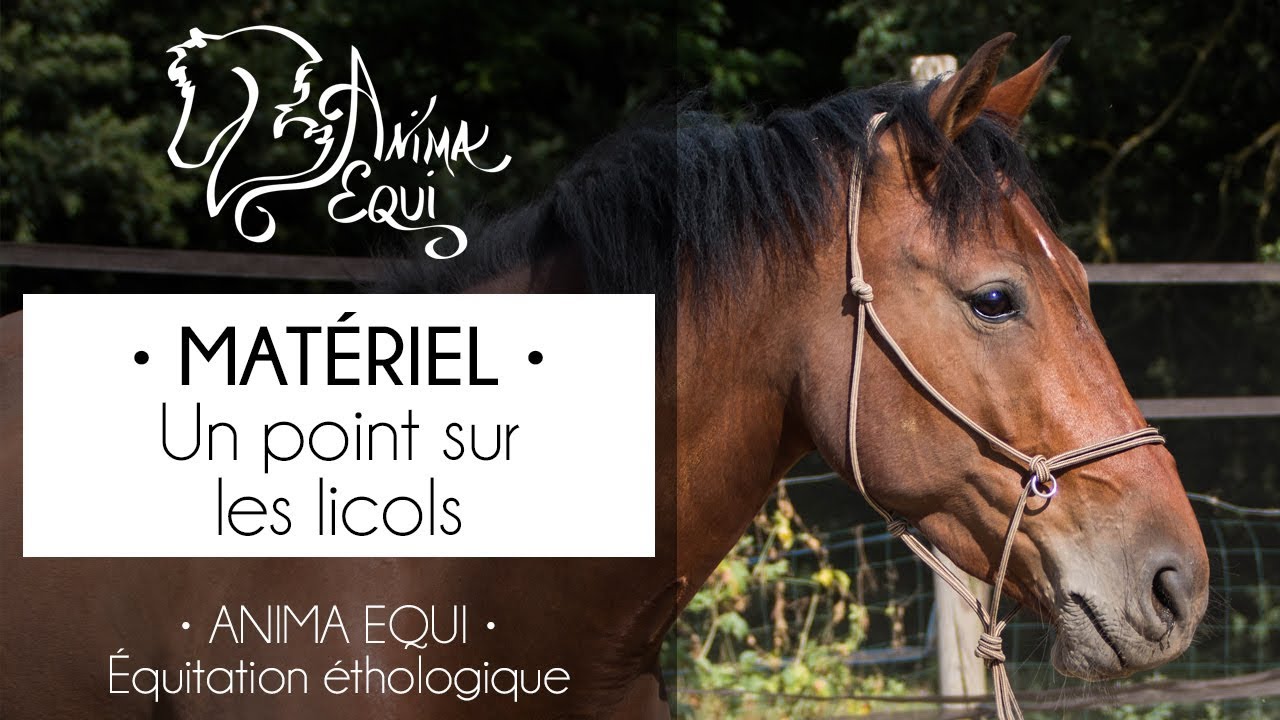 • MATÉRIEL • Un point sur les licols
