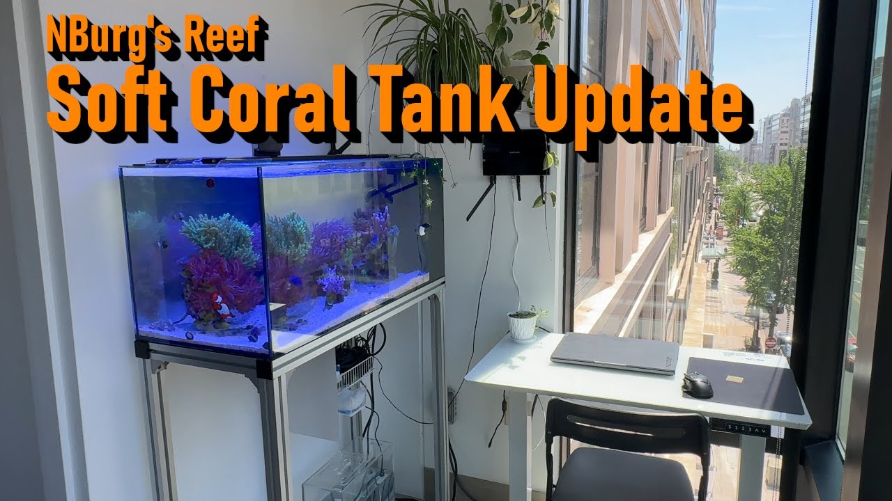 Low Maintenance Reef Tank: Soft Corals are Underrated!