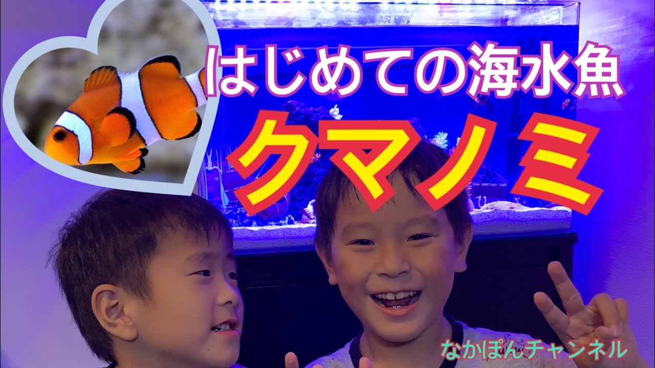 初心者！！はじめての海水魚！カクレクマノミ