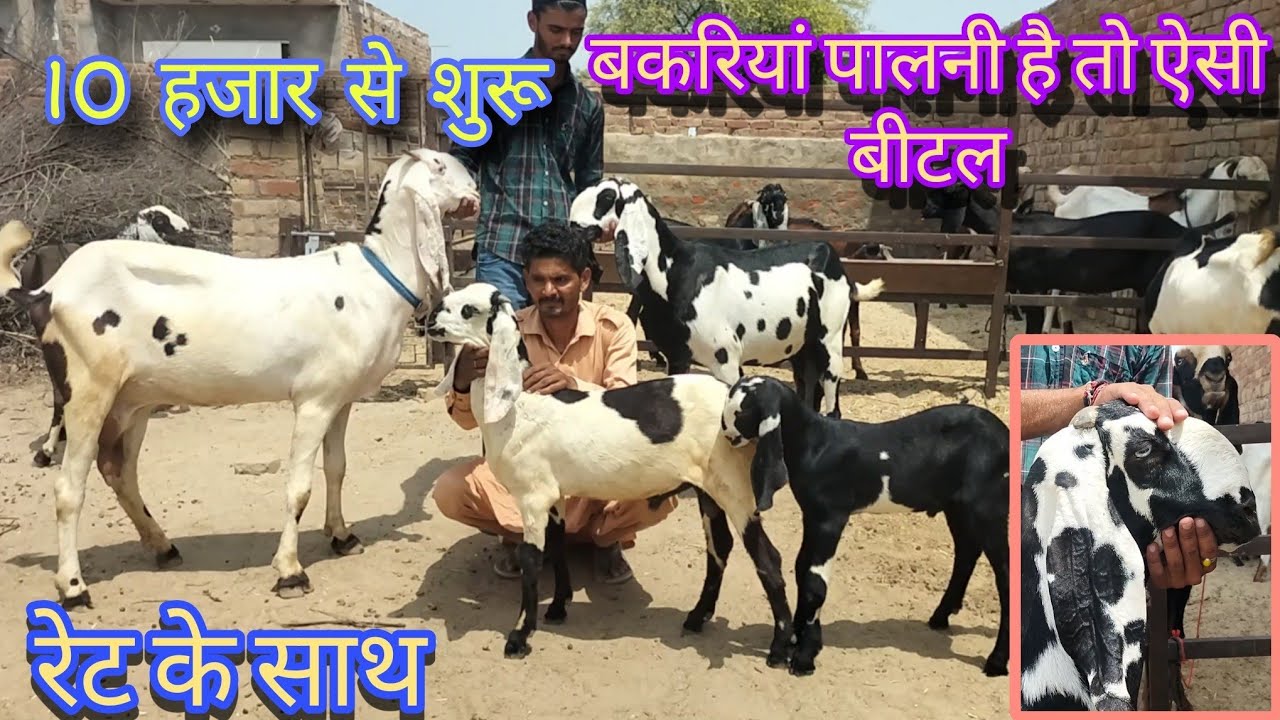 beetal goat फार्म के लिए बकरे और बकरिया कहाँ से ले।