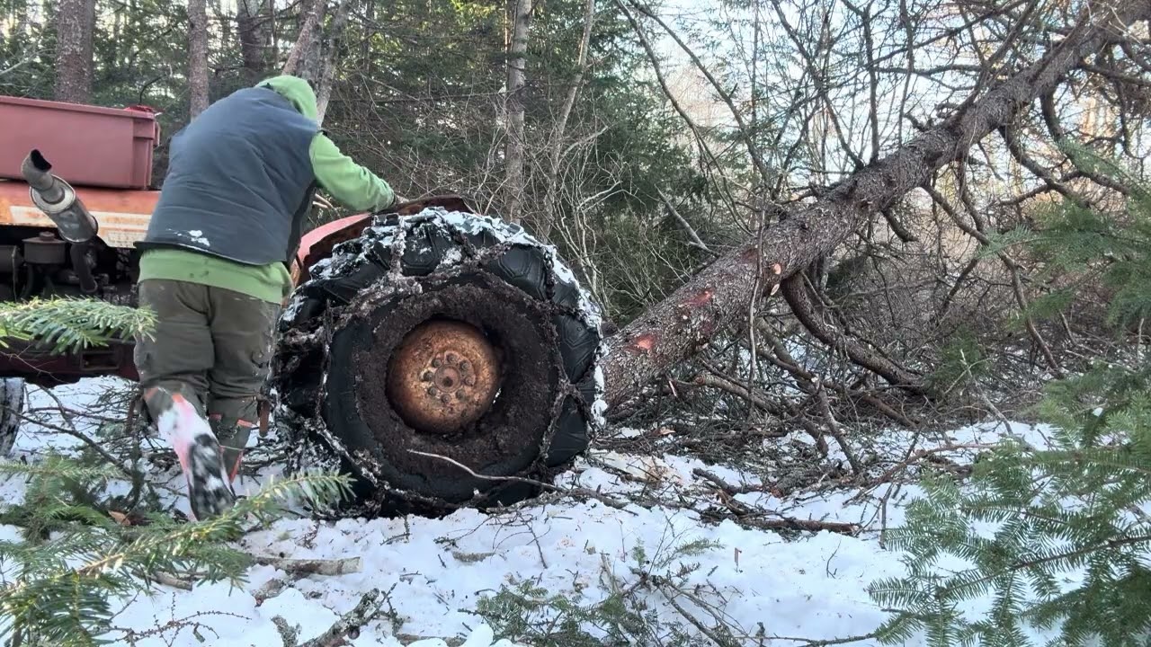 Let’s Go Get The Rest of the Tamarack #firewood#weymouth#novascotia #canada ￼