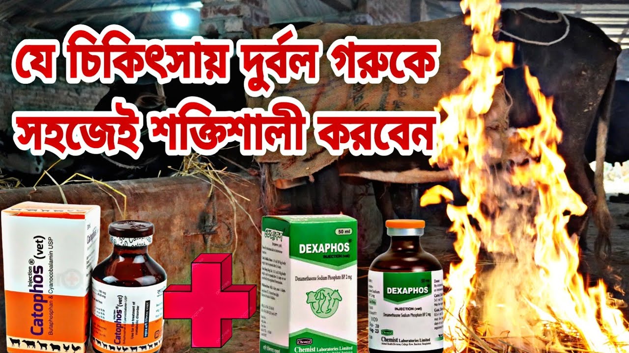 অতিরিক্ত দূর্বল গরুকে শক্তিশালী করার চিকিৎসা কি?  বিস্তারিত ভিডিওতে জানুন।।
