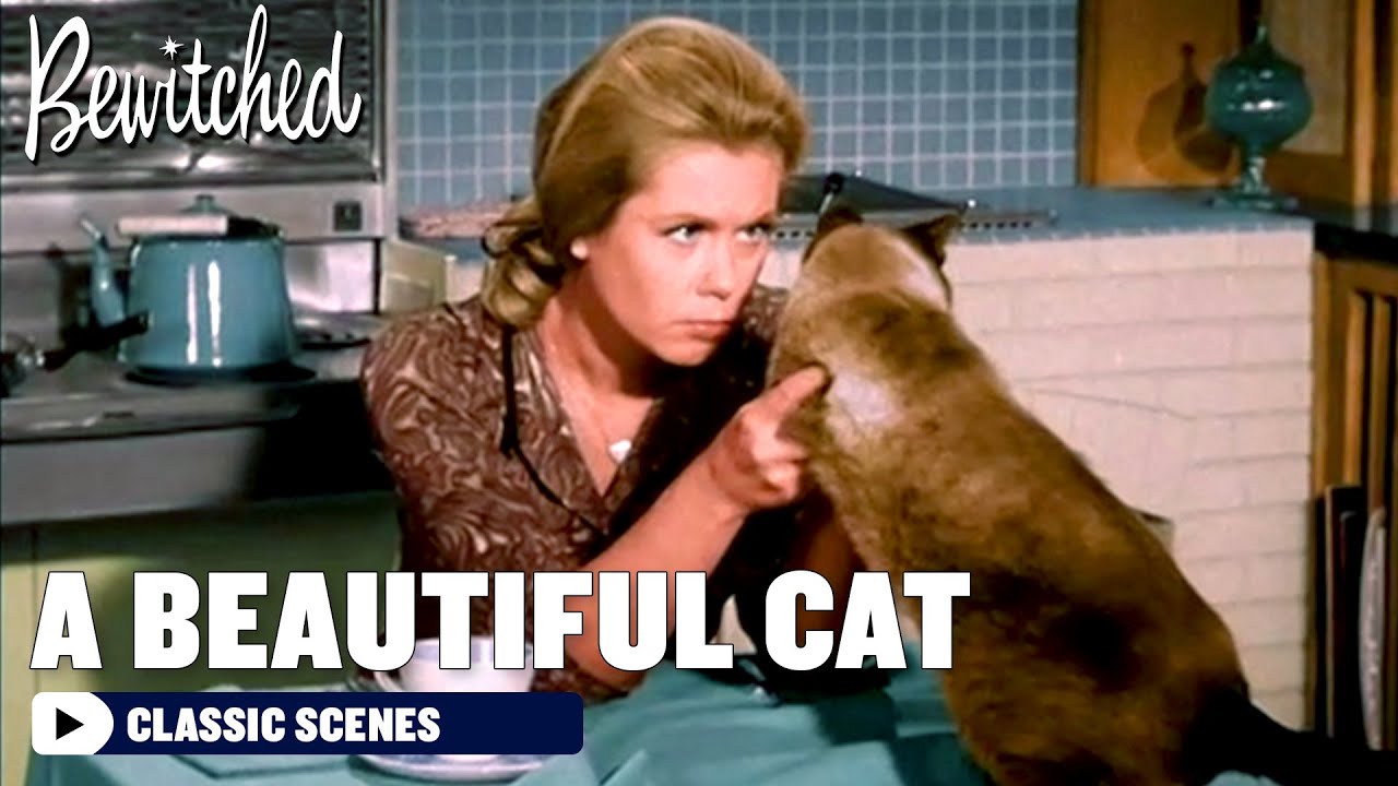 Samantha Turns A Cat Into A Beautiful Model | Bewitched