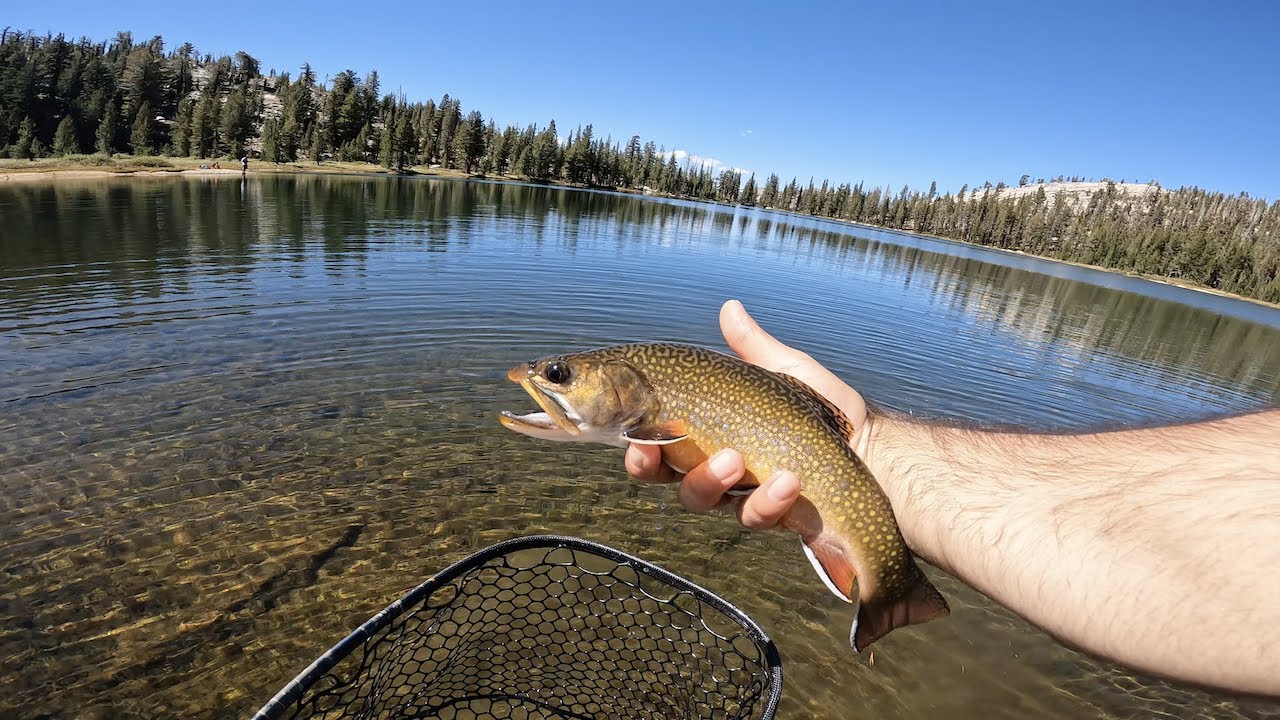 FALL FISHING at its BEST (60+ TROUT in YOSEMITE)