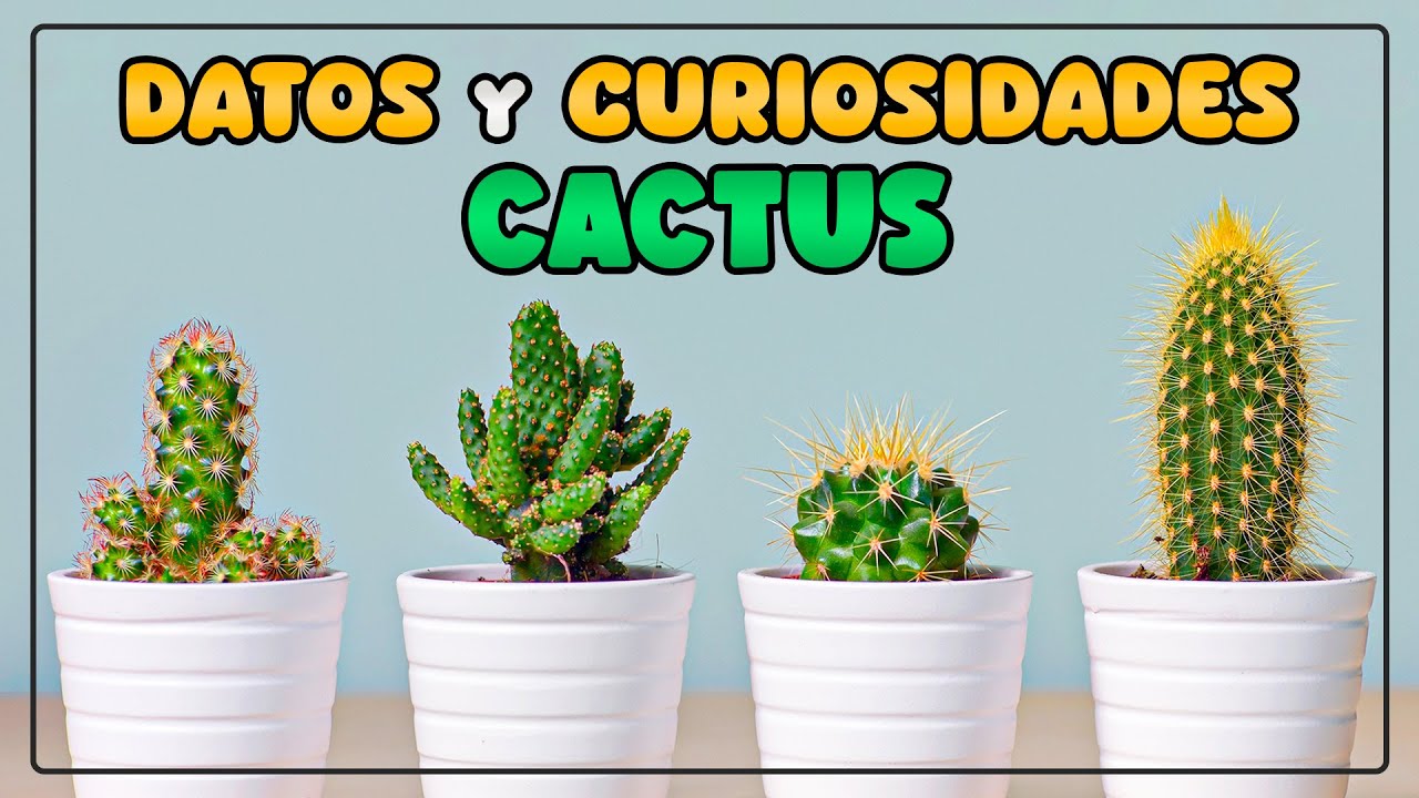CACTUS - DATOS INTERESANTES que debes saber sobre ellos 🌵
