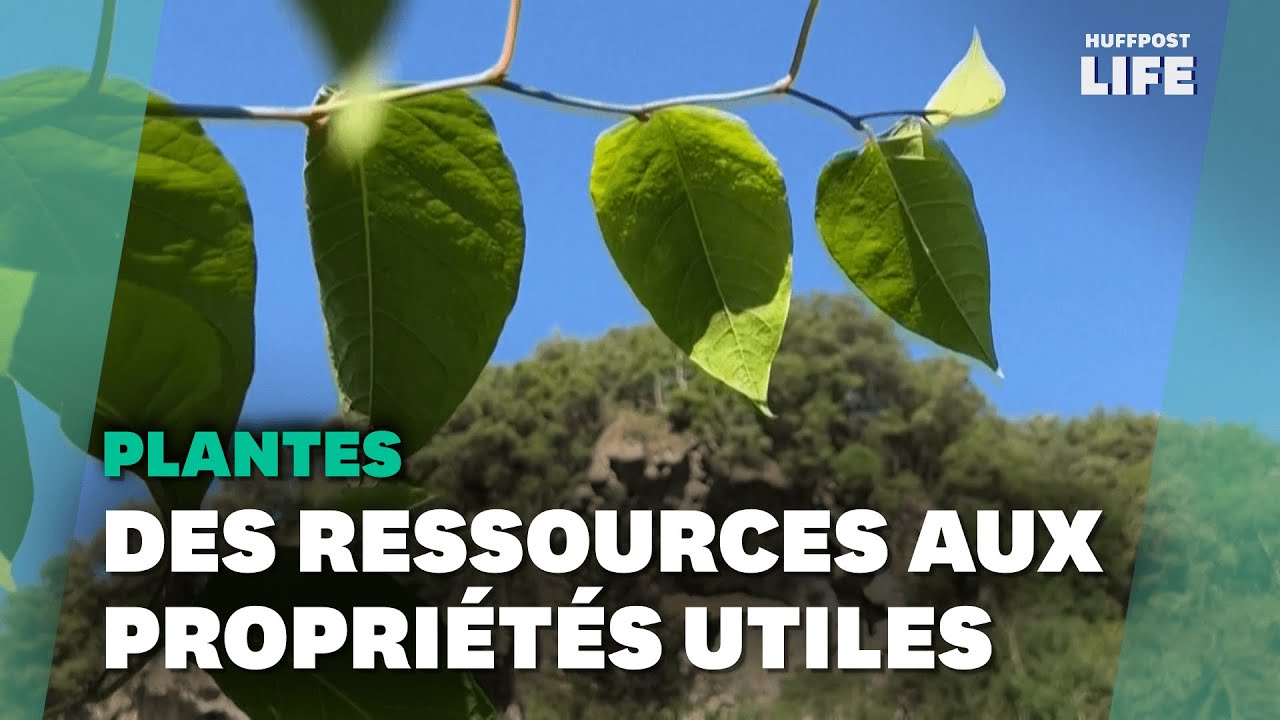 Ces plantes qui envahissent toute l'Europe s'offrent une seconde vie à Montpellier